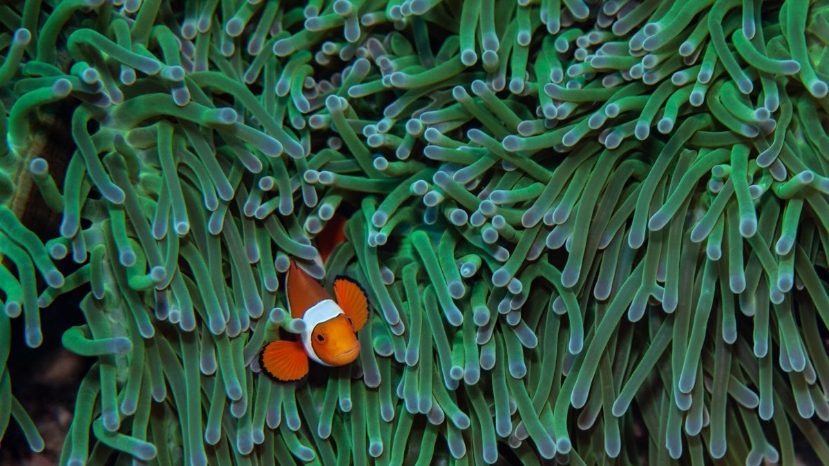 Clownfish