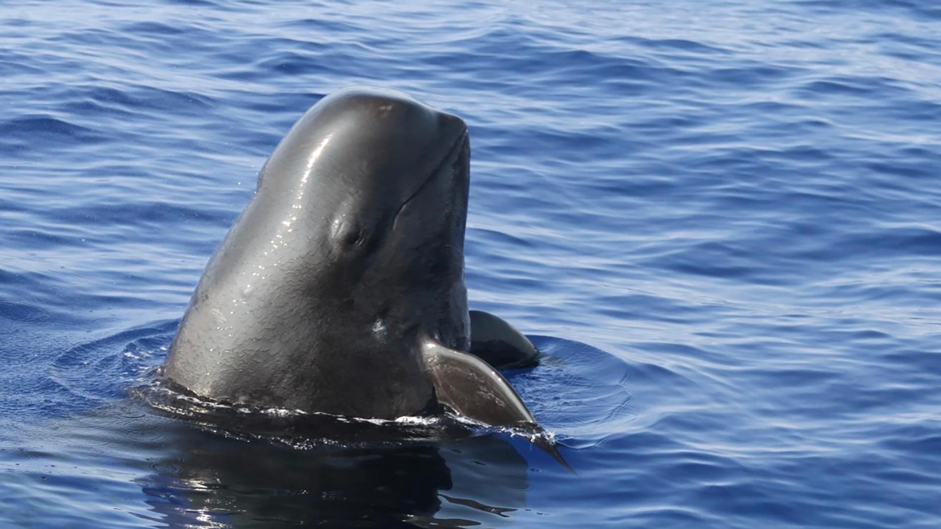 I spy a pilot whale – Woods Hole Oceanographic Institution