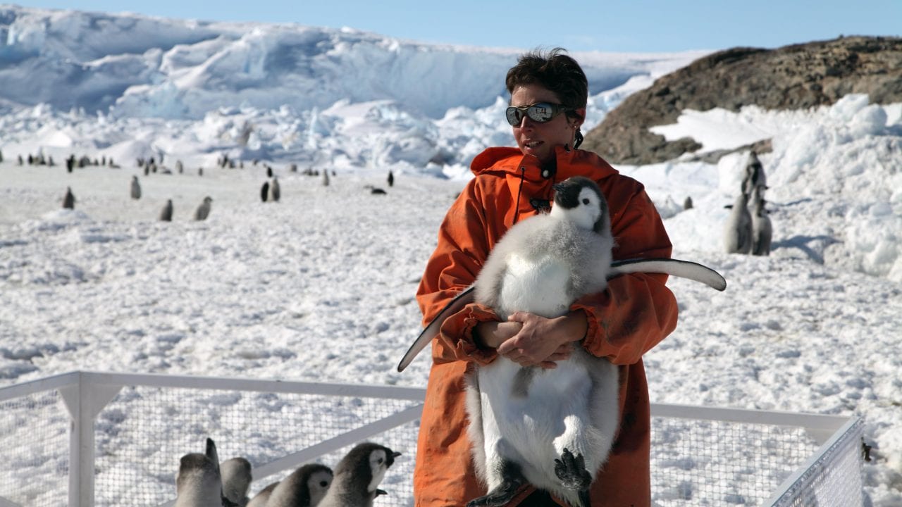 Newswise: Unless Warming is Slowed, Emperor Penguins will be Marching Towards Extinction