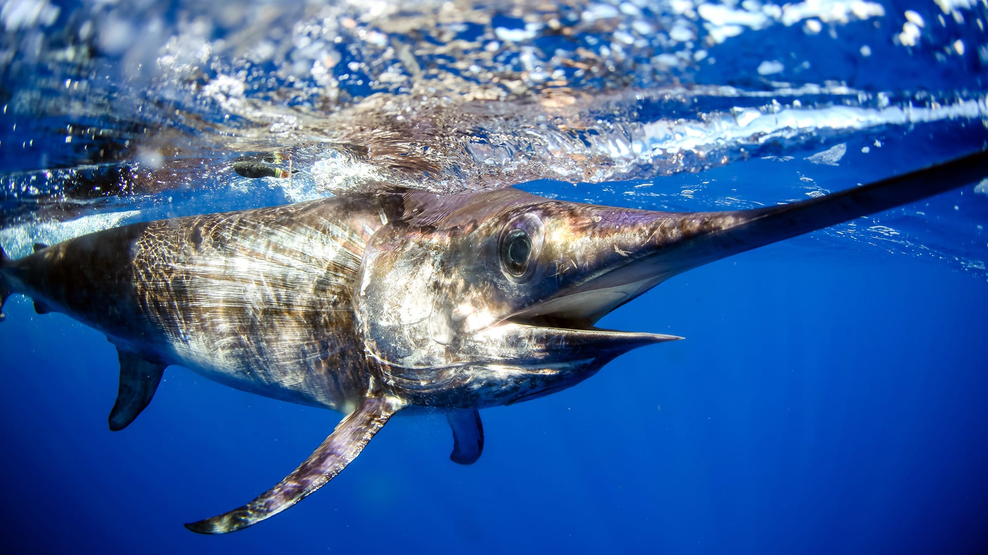 A swordfish swims near the ocean’s surface off the coast of Miami, Florida. Researchers from Woods Hole Oceanographic Institution and the University of Washington tagged a group of five swords there to track their movements in and out of the ocean twilight zone, a dimly-lit layer of the ocean between 200 and 1000 meters deep (656 to 3,280 feet). (Photo by Steve Dougherty Photography).