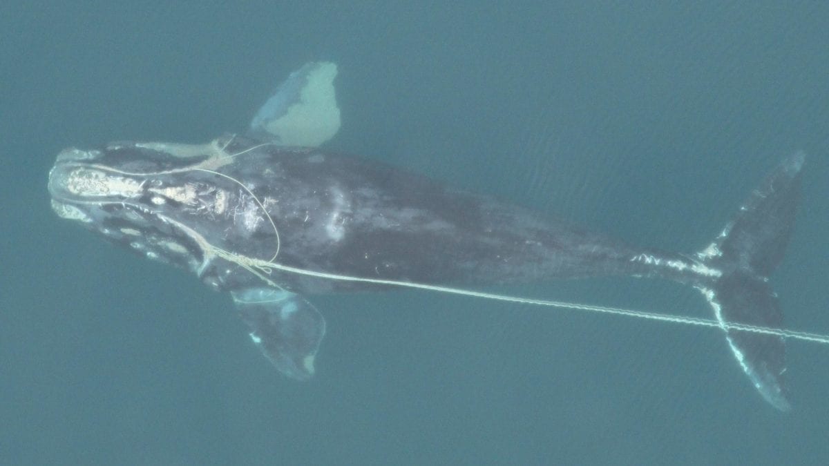 https://www.whoi.edu/wp-content/uploads/2019/11/entangled_North_Atlantic_right_whale-1200x675.jpg