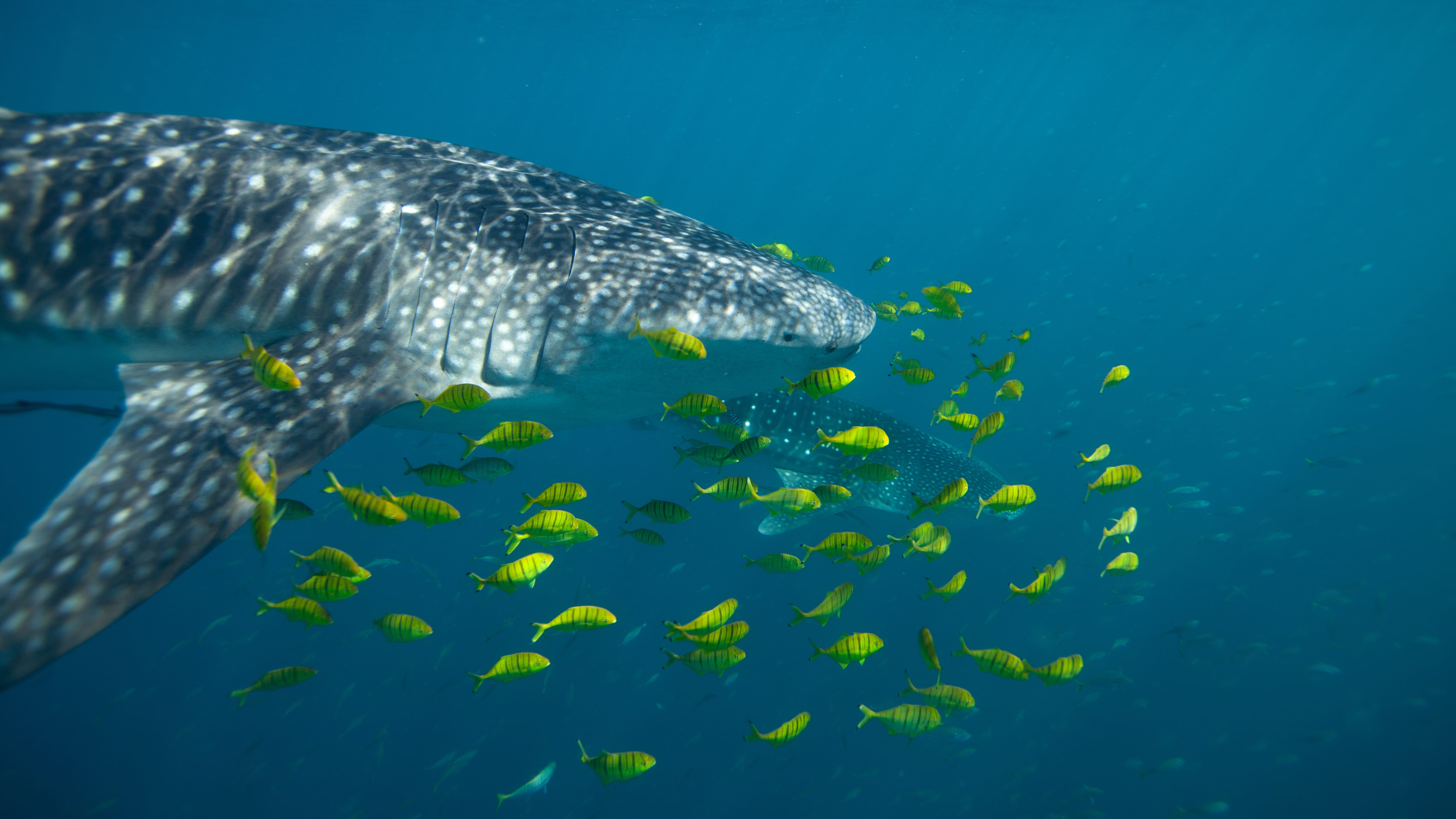 A whale shark swims near Shib Habil reef in the Red Sea. (Photo by Simon Thorrold, Woods Hole Oceanographic Institution)