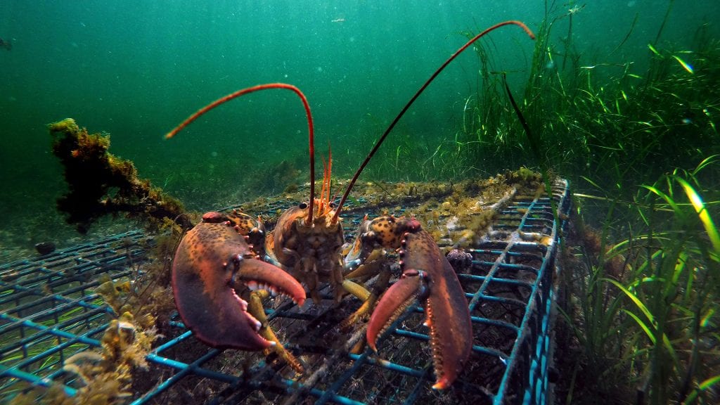 Warm ocean temperatures caused large-scale ecological disruption that affected different species, including lobster. (© AP Photo / Robert F. Bukaty as seen in Oceanus magazine Vol. 54, No. 2)