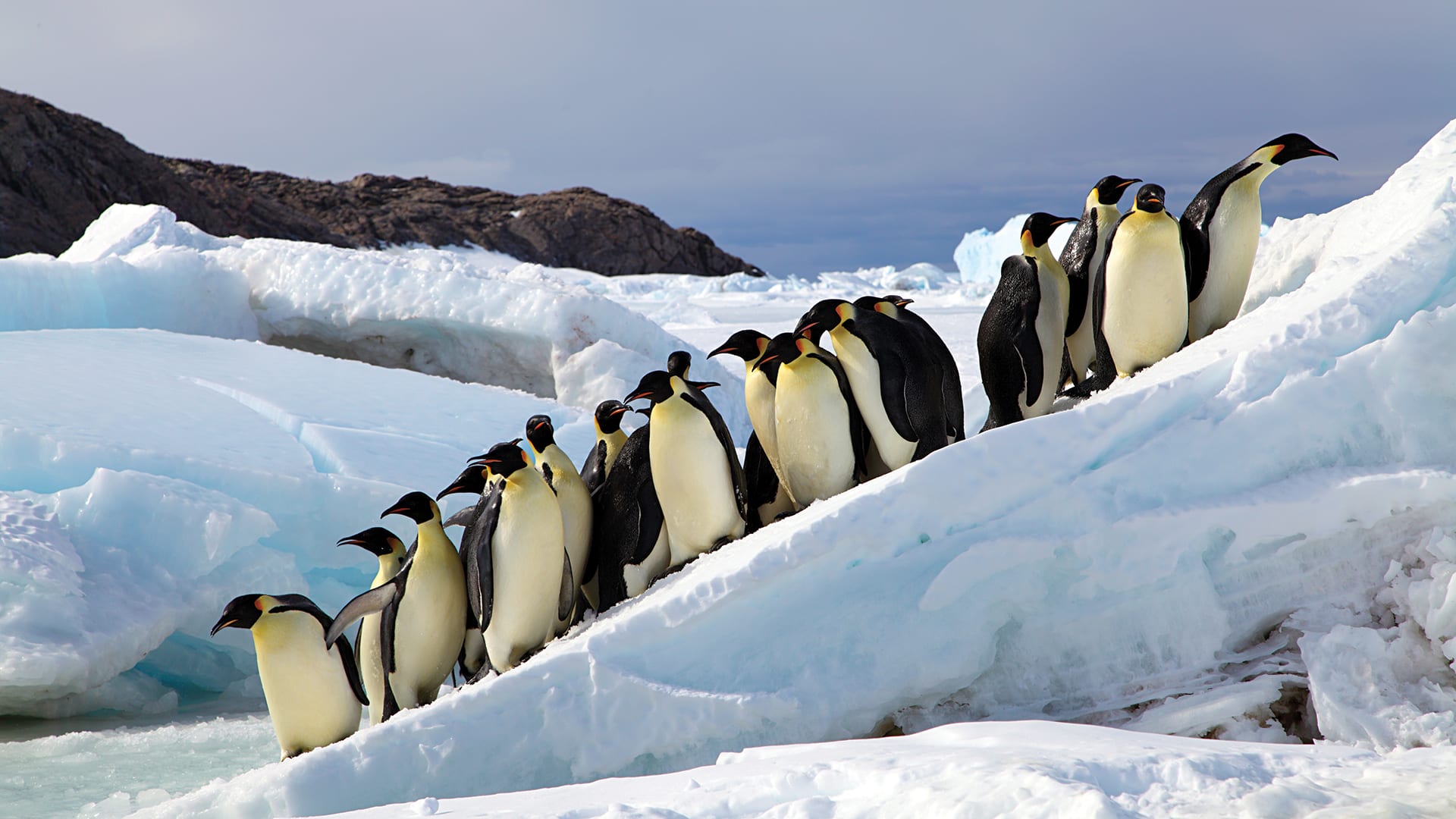 Emperor penguins amble to around the edges of a precarious ice sheet. (Photo by Stephanie Jenouvrier, ©Woods Hole Oceanographic Institution) 