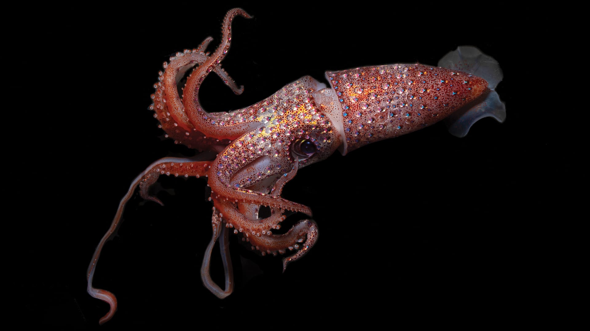 Behold the strawberry squid