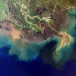 Low-oxygen “dead zones” and phytoplankton blooms