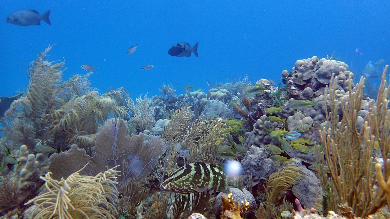 A healthy reefscape in the highly-protected Jardines de la Reina (Gardens of the Queen), Cuba