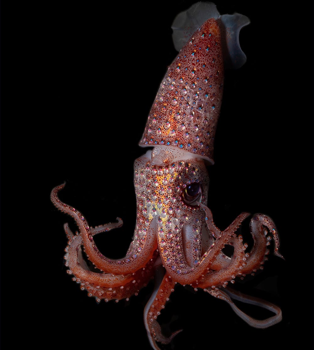 strawberry squid