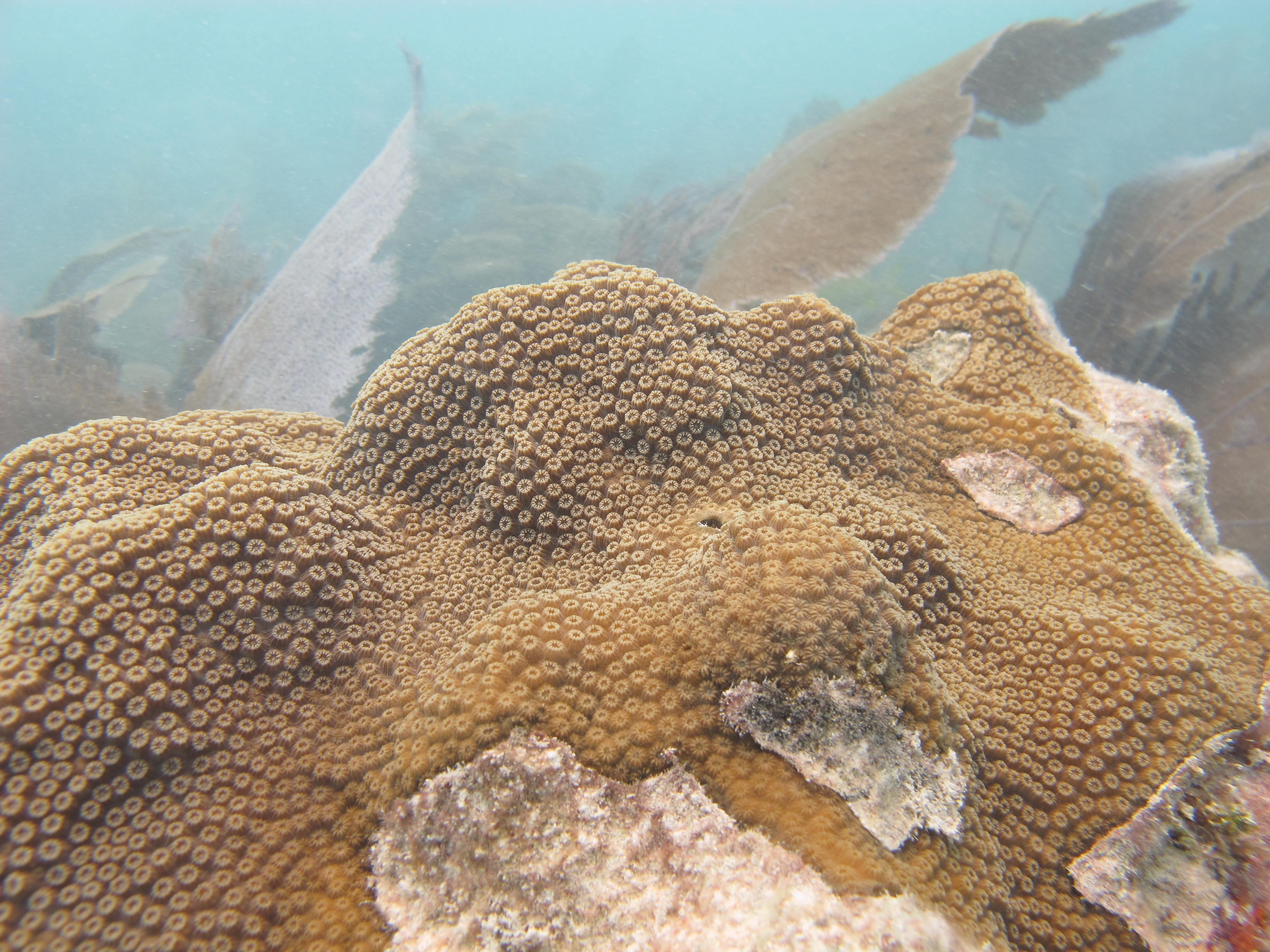 Coral reefs Florida Keys