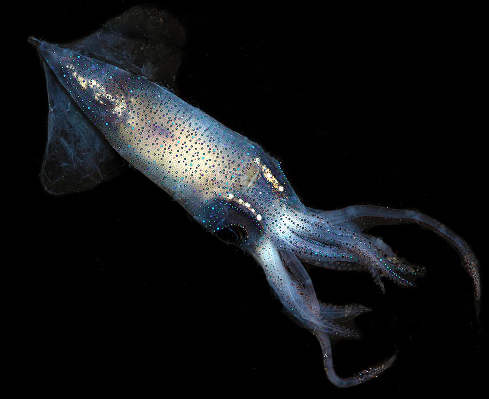 enoploteuthidae