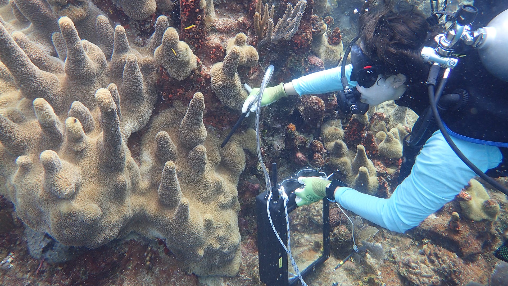 Kalina Grabb hovers over a reef in the U.S. Virgin Islands, using DISCO to sample fast evaporating superoxide. (Photo by Cynthia Becker, © Woods Hole Oceanographic Institution)