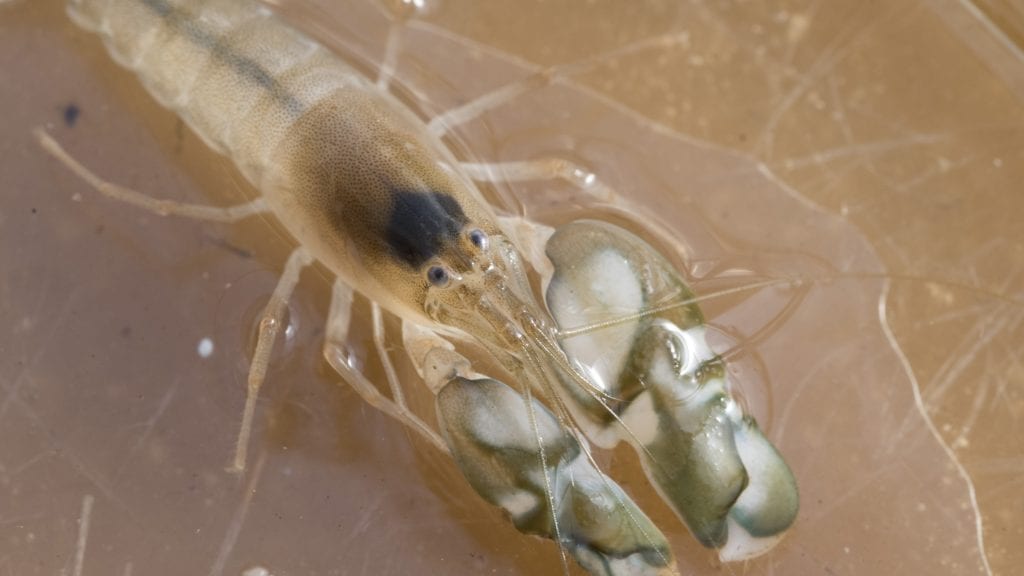 Snapping shrimp