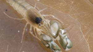 Snapping shrimp