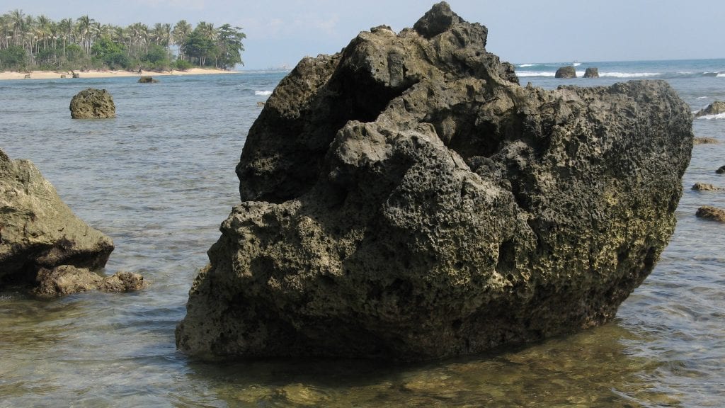 Fossil Porites coral (above) from the southern Mentawai Islands (Indonesia) in the eastern Indian Ocean were used to reconstruct Indian Ocean Dipole variability over previous centuries. (Photo by Nerilie Abram, Australian National University)