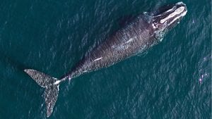 right whale video