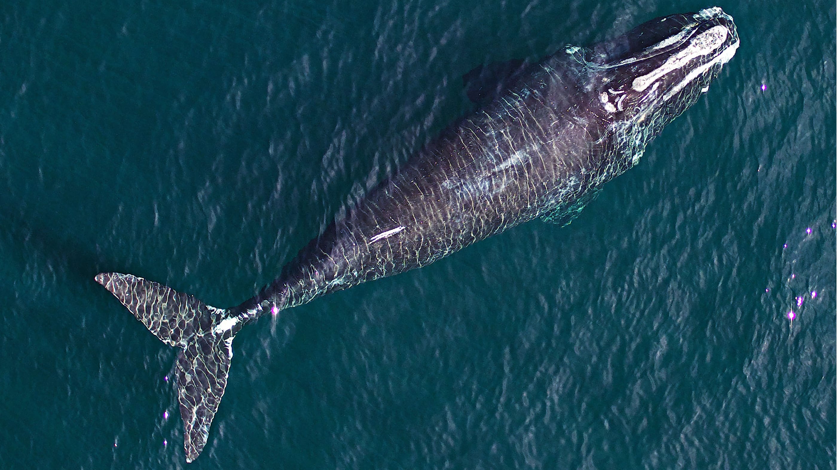 right whale video