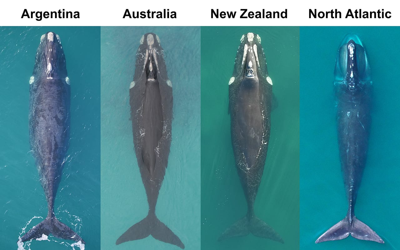 North Atlantic right whales are in much poorer condition than their