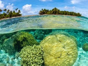 Marshall islands coral