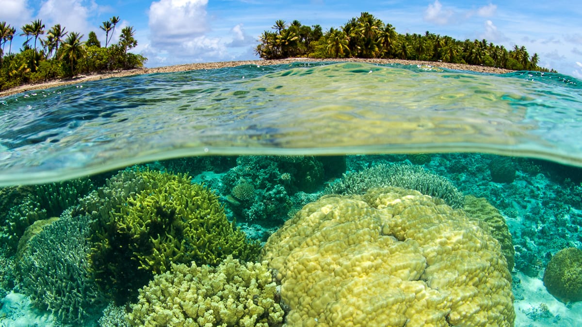 Marshall Islands coral