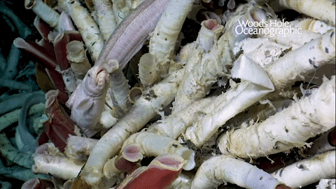 Research Highlights Woods Hole Oceanographic Institution Research Highlights Woods Hole Oceanographic Institution