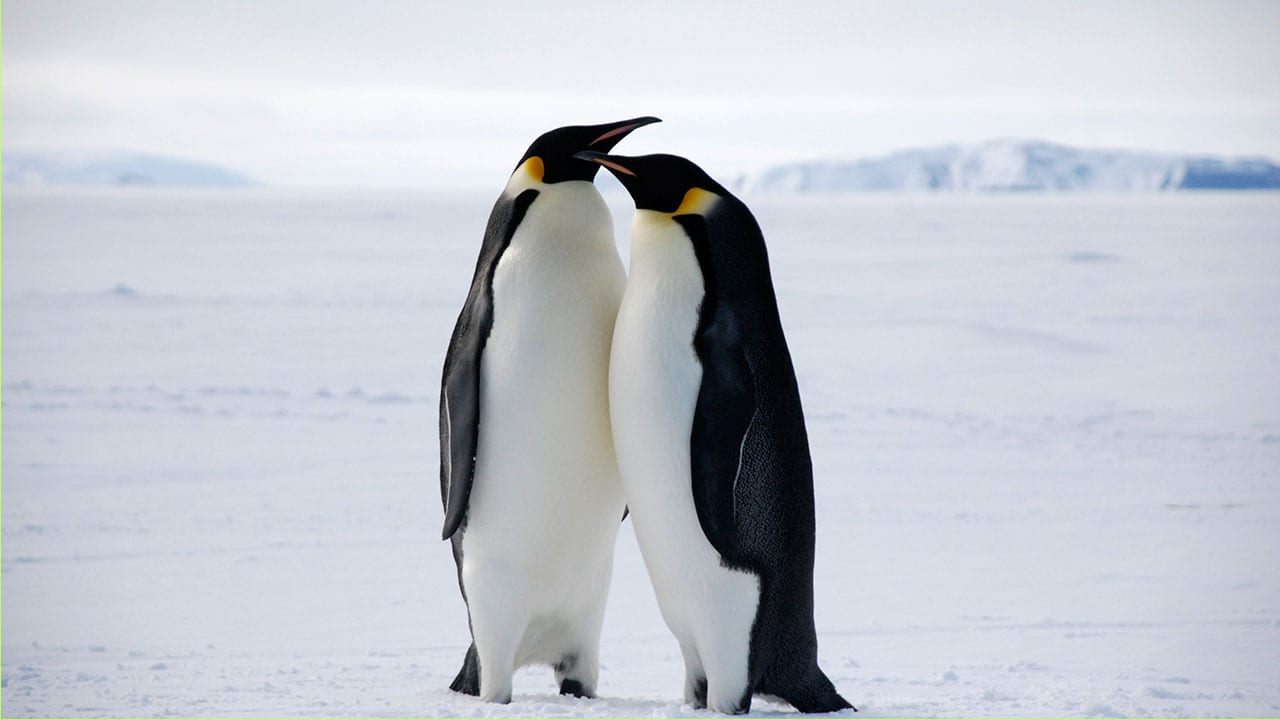 adelie penguins