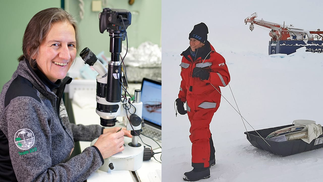 Carin Ashjian (left) at work studying Arctic Ocean zooplankton in her lab space on the German icebreaker Polarstern and commuting to work (right) at the "Ocean CIty" ice camp near the ship. (Photos: Alfred Wegener Institute / Michael GutscheI and courtesy of Carin Ashjian)