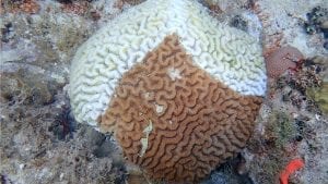 Lab shutdowns enable speedier investigation of coral disease – Woods ...
