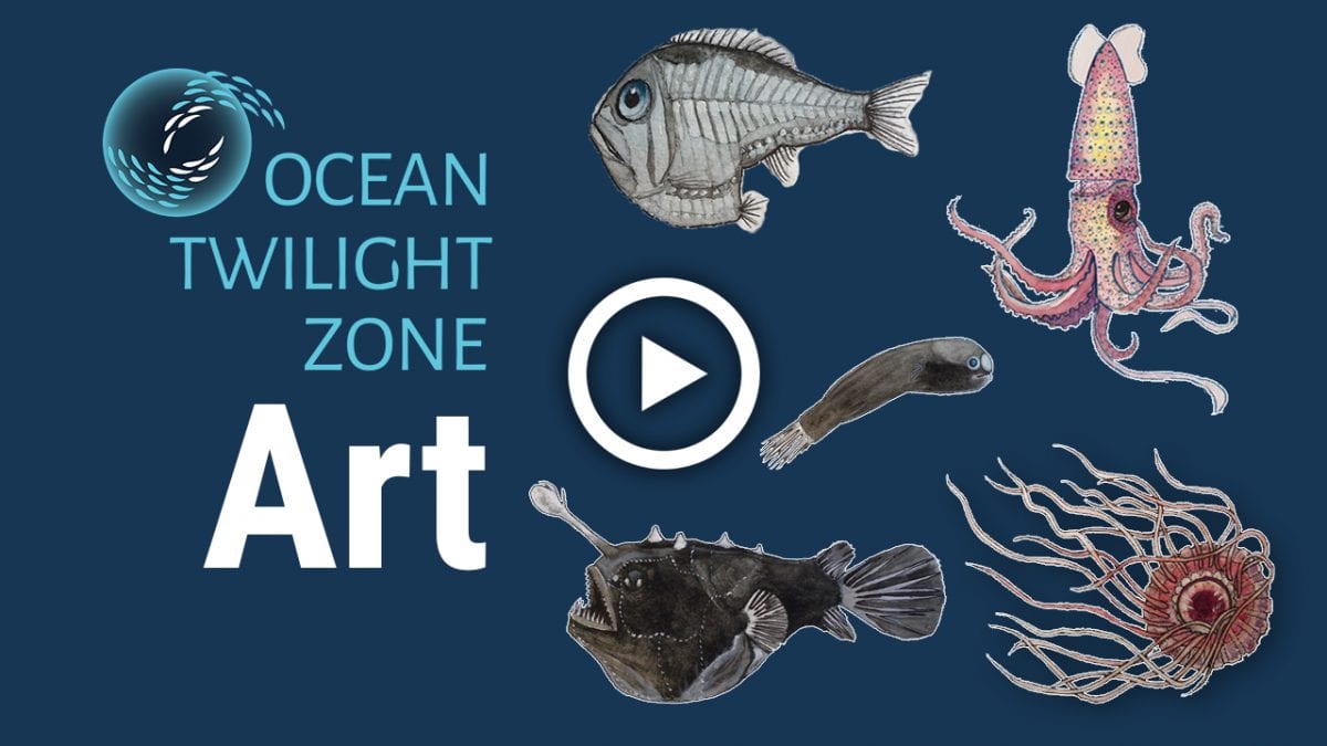 Ocean Twilight Zone Woods Hole Oceanographic Institution