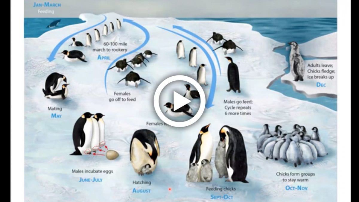 emperor penguin food chain