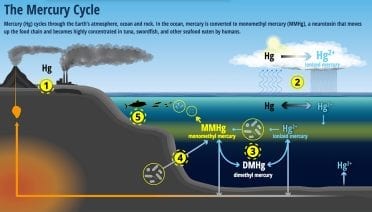 mercury cycle