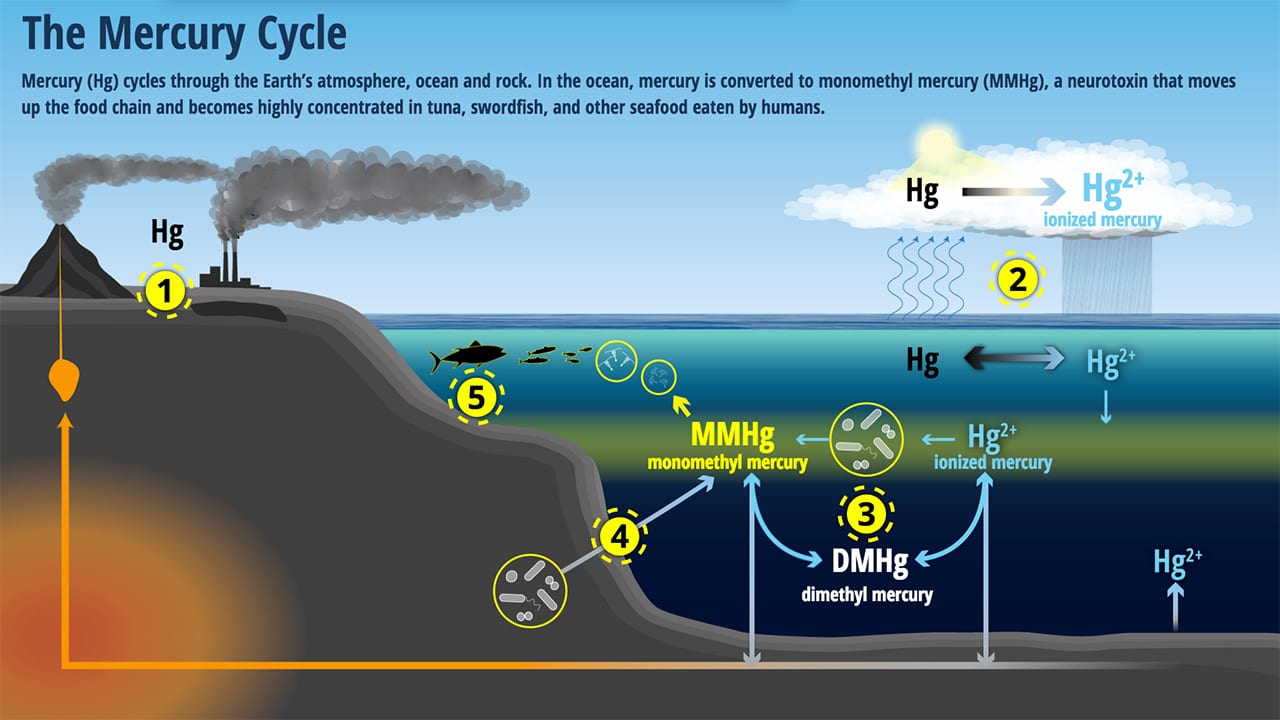 mercury cycle