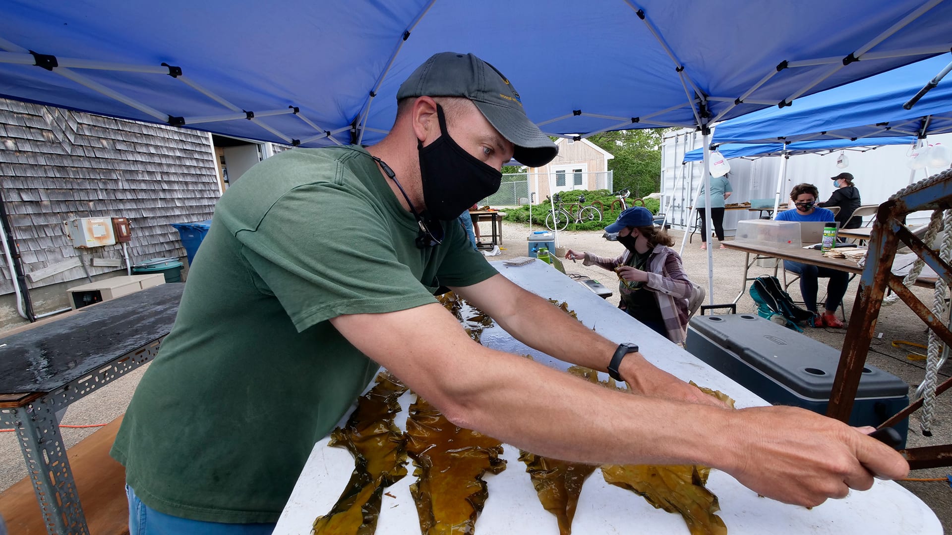 Justin Ossolinski (Senior Research Assistant in Marine Chemistry and Geochemistry), sets up kelp blades for taking measurements while Heather Marin (Senior Administrative Professional in AOPE) prepares to record data.
(Photo by Ken Kostel, © WHOI)