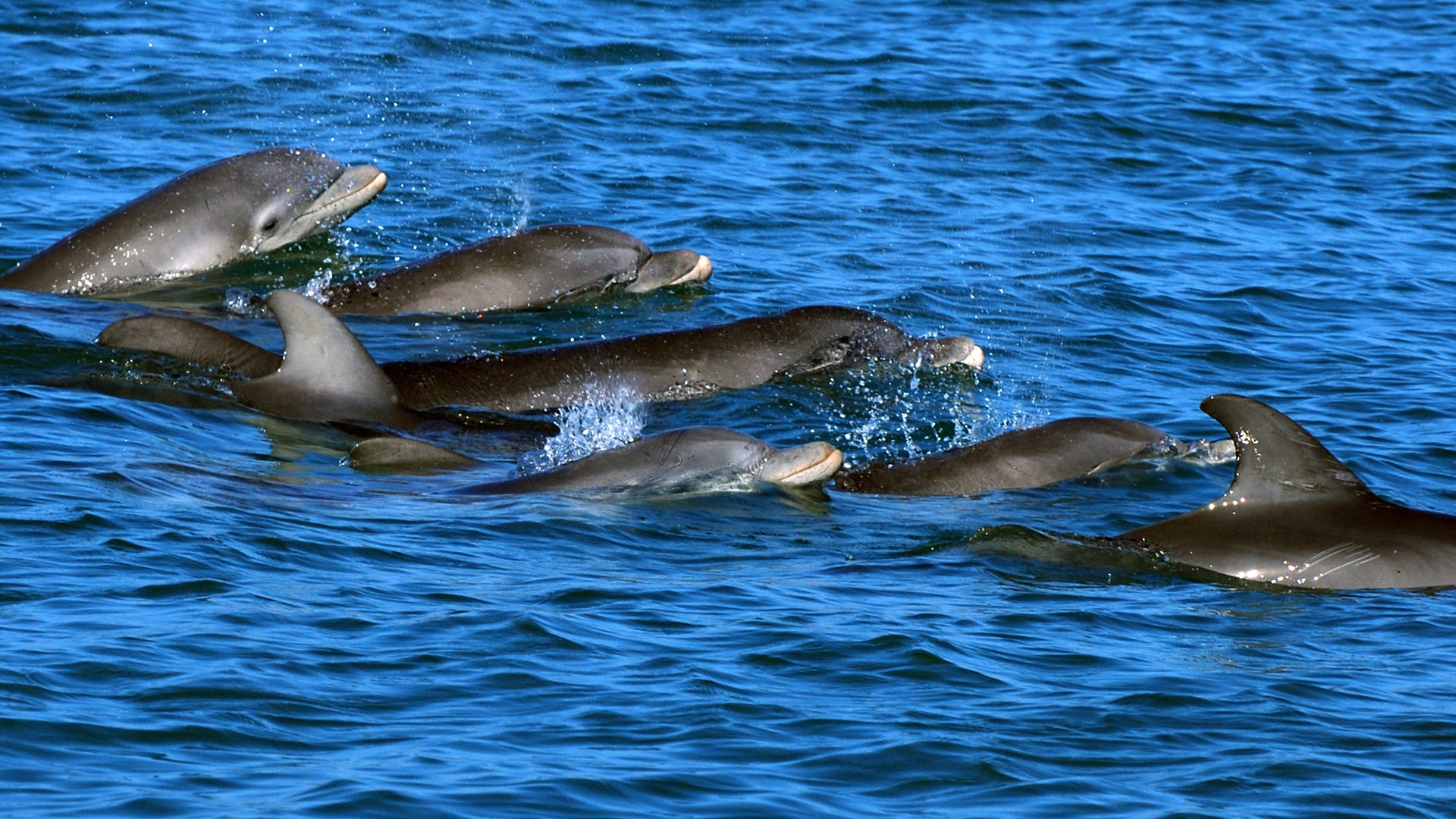 Four long-term resident mother-calf pairs swim off the coast of Sarasota. Three of these mothers benefited from interventions by the Sarasota Dolphin Research Program team: one was disentangled from embedding line encircling her head when she was not even a year old; another  was rescued when it stranded on a beach near where this photo was taken; project veterinarians removed a stingray barb from the head of another. (Photo courtesy of Randy Wells, © Sarasota Dolphin Research Program)