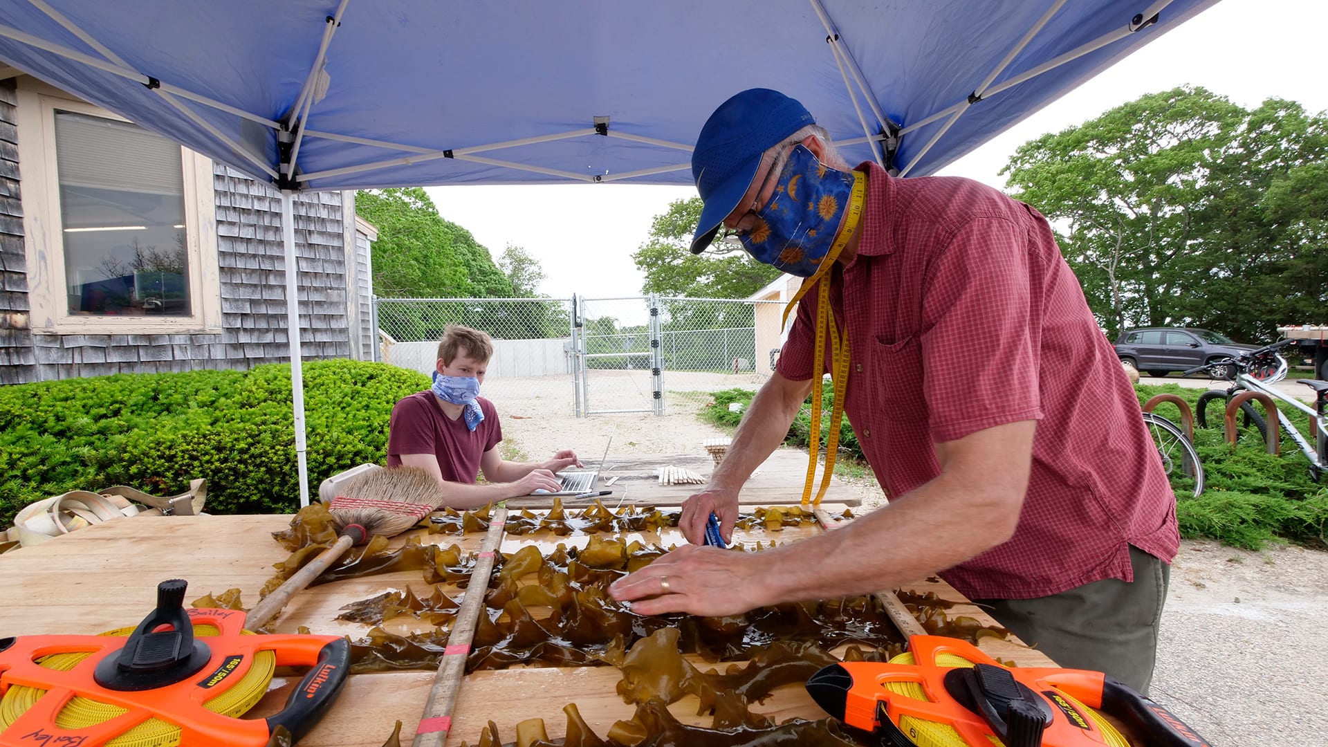 Research assistant Sam Bowman (background) records data while project leader Scott Lindell (foreground) measures kelp blades to characterize specially-bred families of sugar kelp. (Photo by Ken Kostel, © Woods Hole Oceanographic Institution)