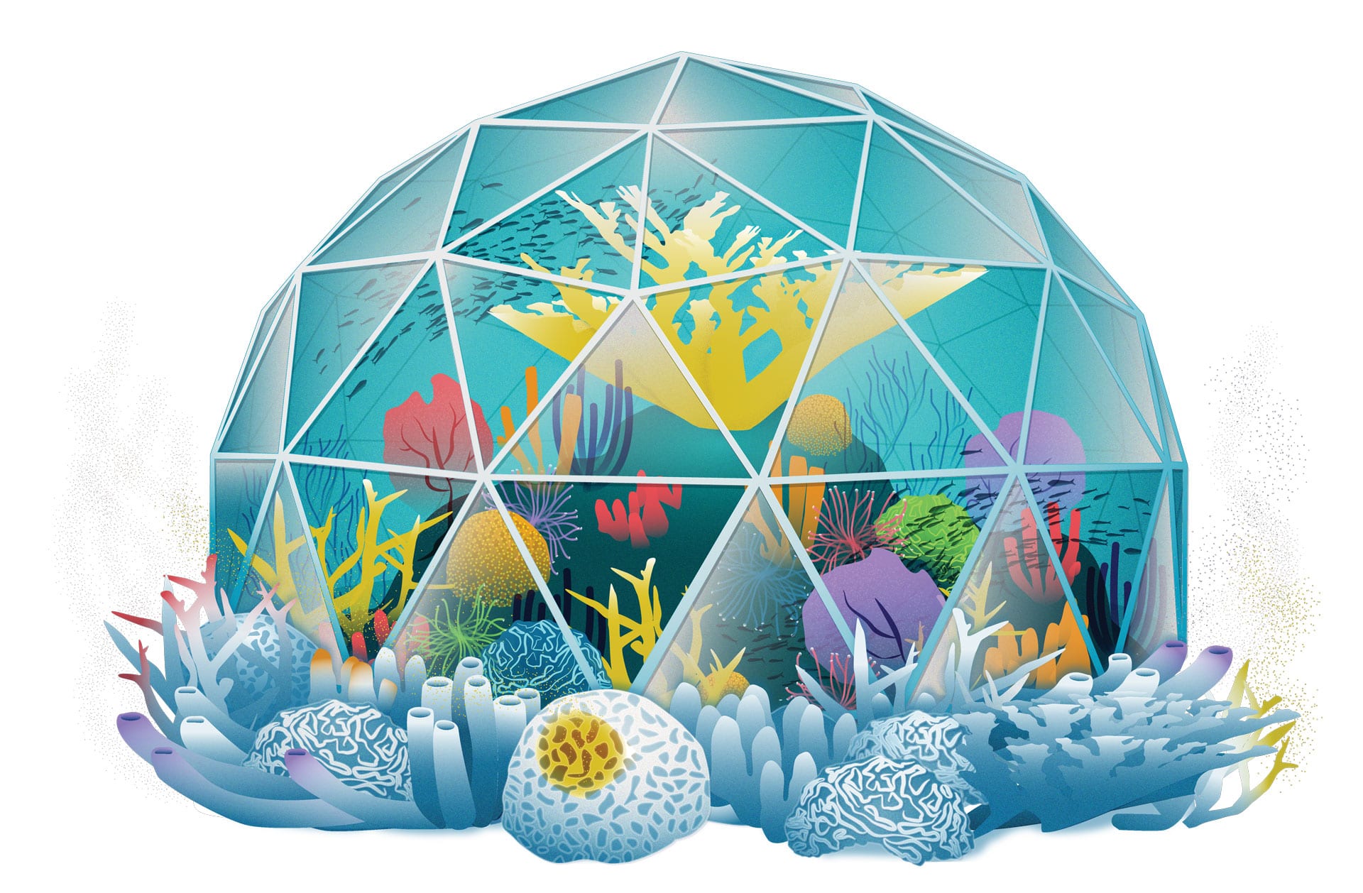 coral dome