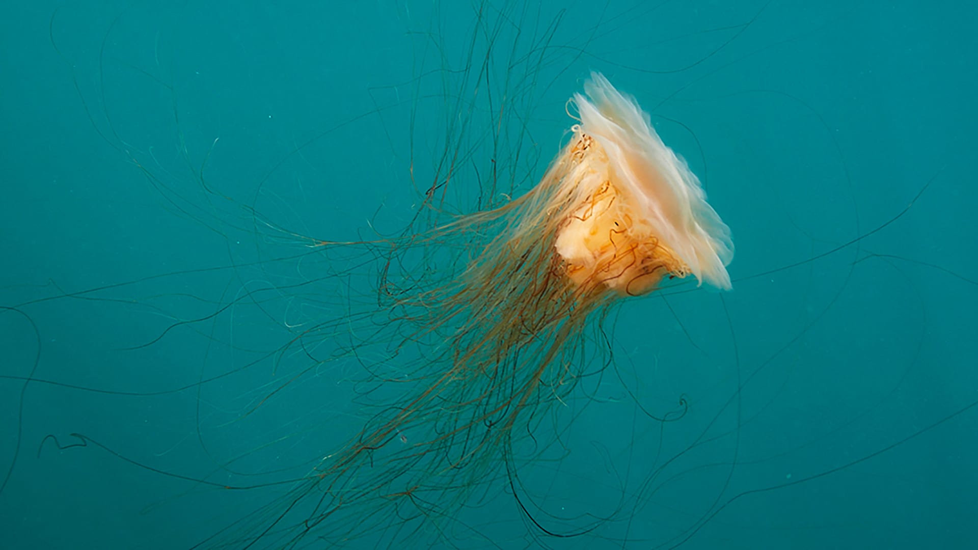 blue jellyfish species