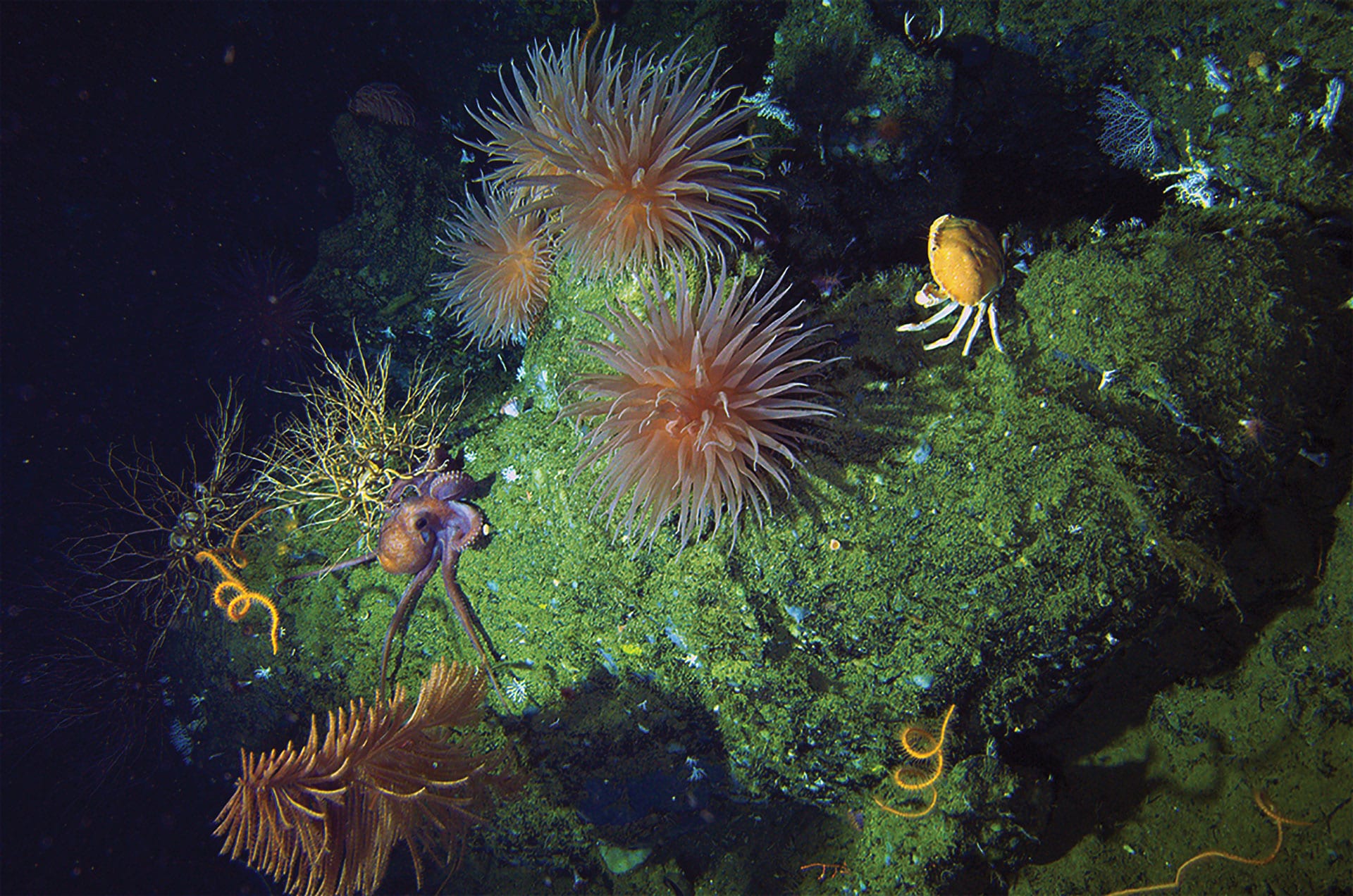 diverse marine life