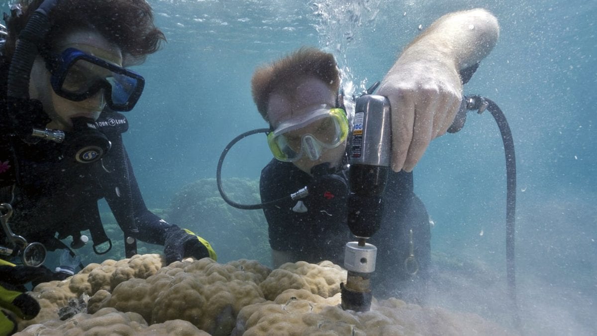 Porites coral