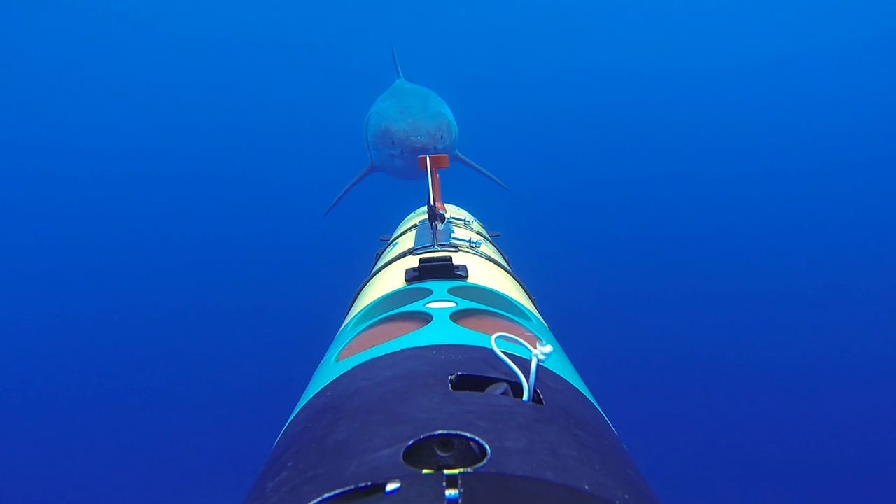 REMUS SharkCam is the first underwater robot capable of tracking and filming sharks and other marine animals up close in the wild. (Photo courtesy of WHOI Oceanographic Systems Laboratory)