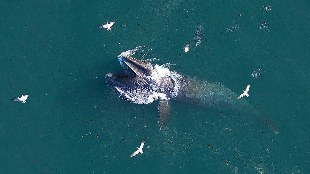 Work by NOAA, WHOI and many other partners have helped monitor and protect countless marine species, including humpback whales (shown here lunge-feeding) and critically endangered right whales in waters near some of the nation’s busiest harbors to support ecosystem health, tourism, and industry. Photo by John Durban (NOAA), Holly Fearnbach (SR3) and Lance Barrett-Lennard (Coastal Ocean Research Institute) during research authorized by NMFS permit #17355 and flights authorized under an MOU between NOAA and the FAA (Class G MOU #2016-ESA-3-NOAA) ©Woods Hole Oceanographic Institution