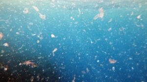 Microplastics in the ocean