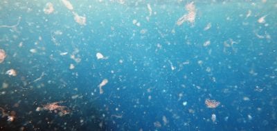 Microplastics in the ocean