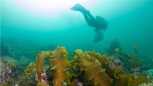 diver and kelp