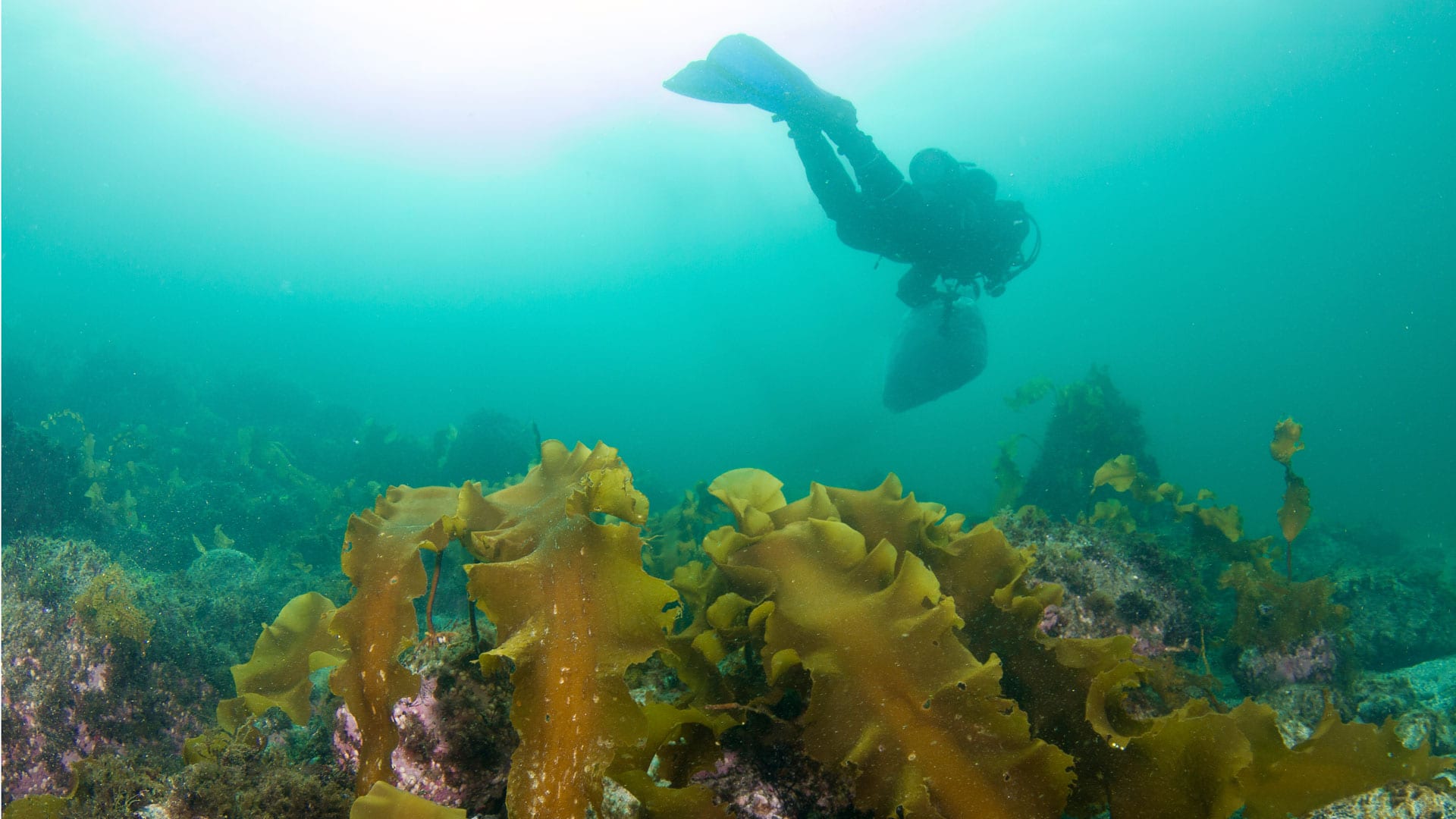 diver and kelp