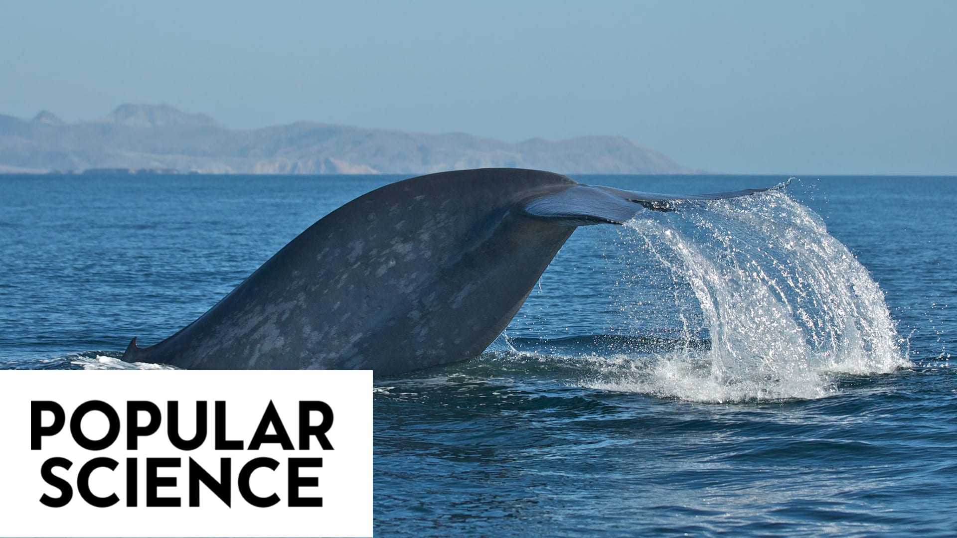 Ship strikes are a leading cause of death to whales around the globe. (Craig Hayslip, © Popular Science)