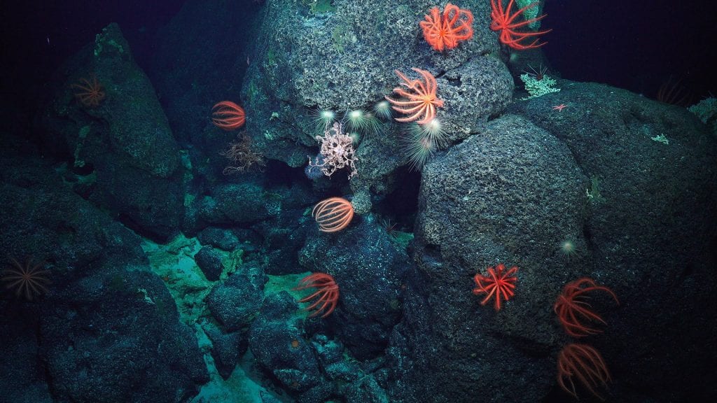 deep water corals