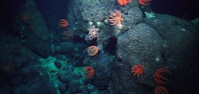 deep water corals
