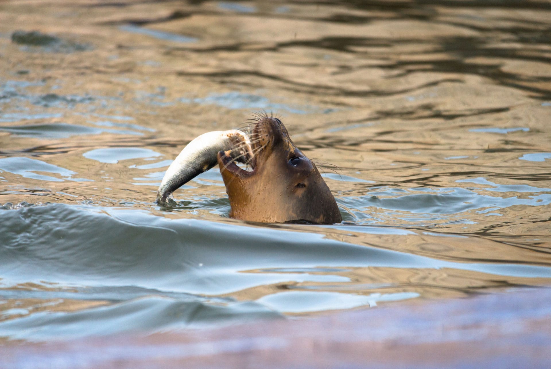 seal eating fish