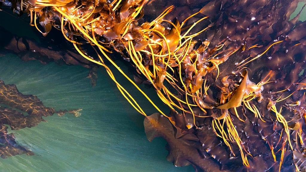 A strand of sugar kelp being experimentally farmed in New Castle, NH.