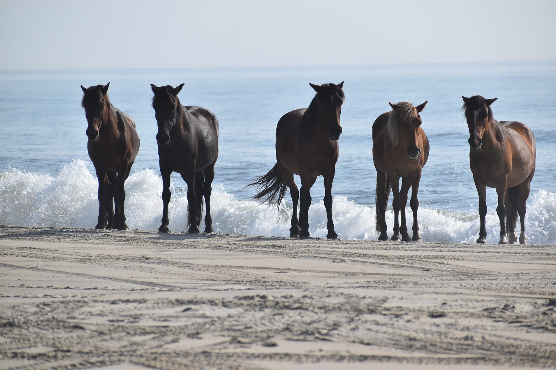 sea horses